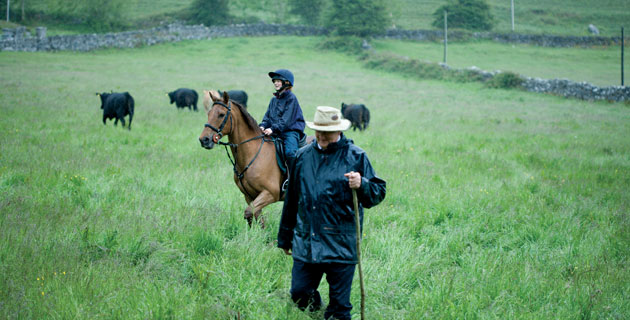 ely-farm-horses