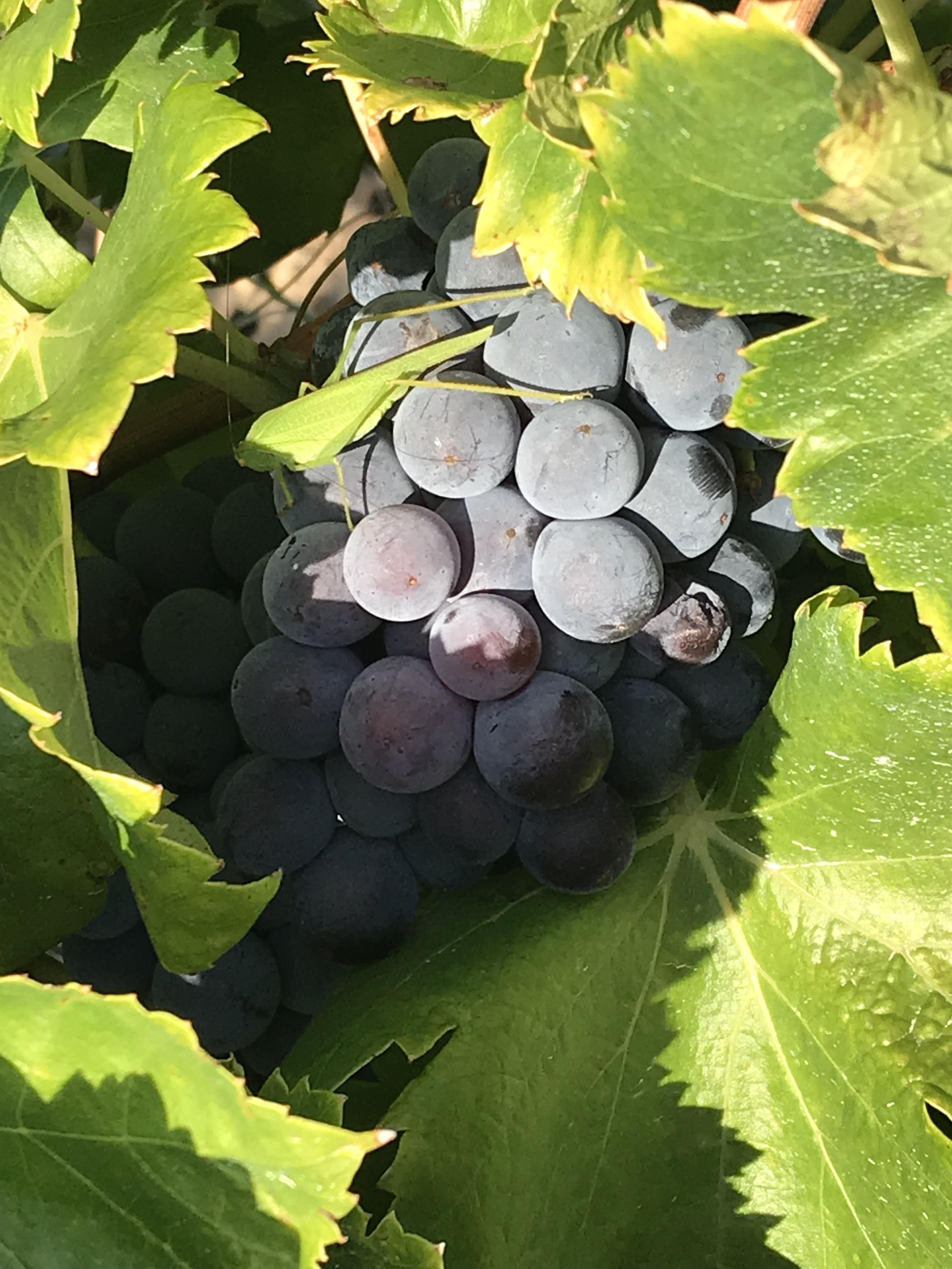 Rhône Wine Week Ireland 2018